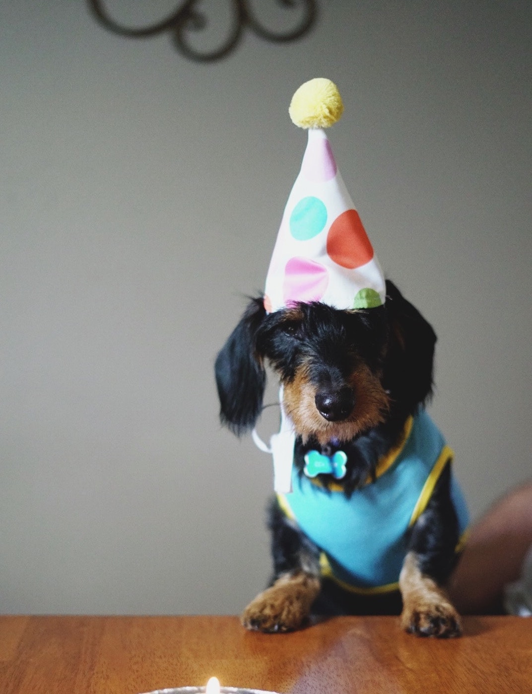 Birthday Cake For Your Pup - Women of Today
