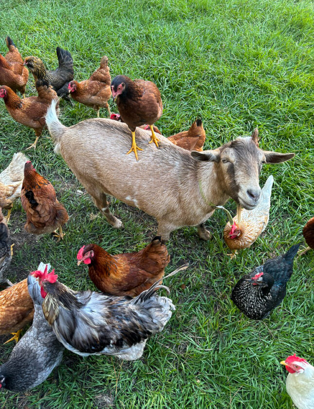 Life with chickens8289CB7F-6095-4B93-8994-C963D90068E6_1_105_c